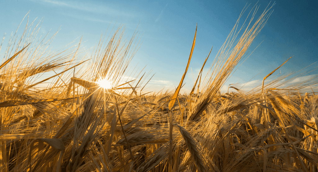 Yield & Co Finance